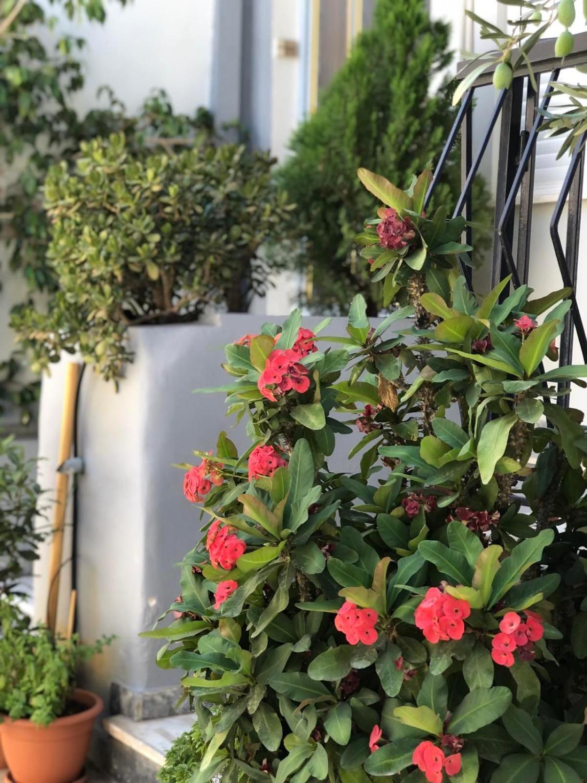 Nasos Aegina Apartment Dış mekan fotoğraf